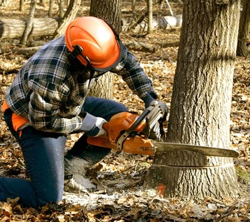 Tree Removal in Bartlett, KS